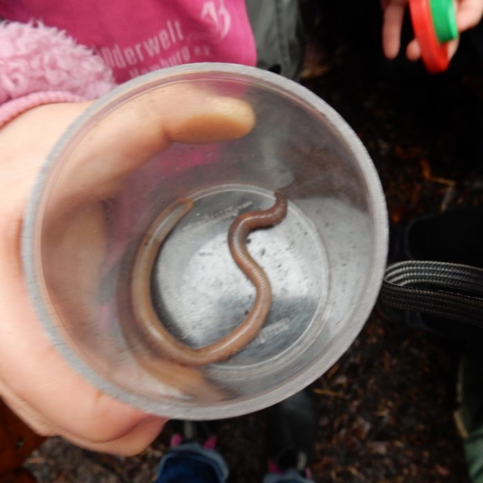 2025-01-29_Feldahornweg_BNE Boden_Regenwurm